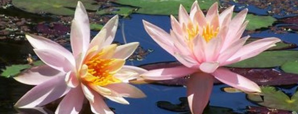 Water Lilies at Whispering Sound in Palm City, Florida.